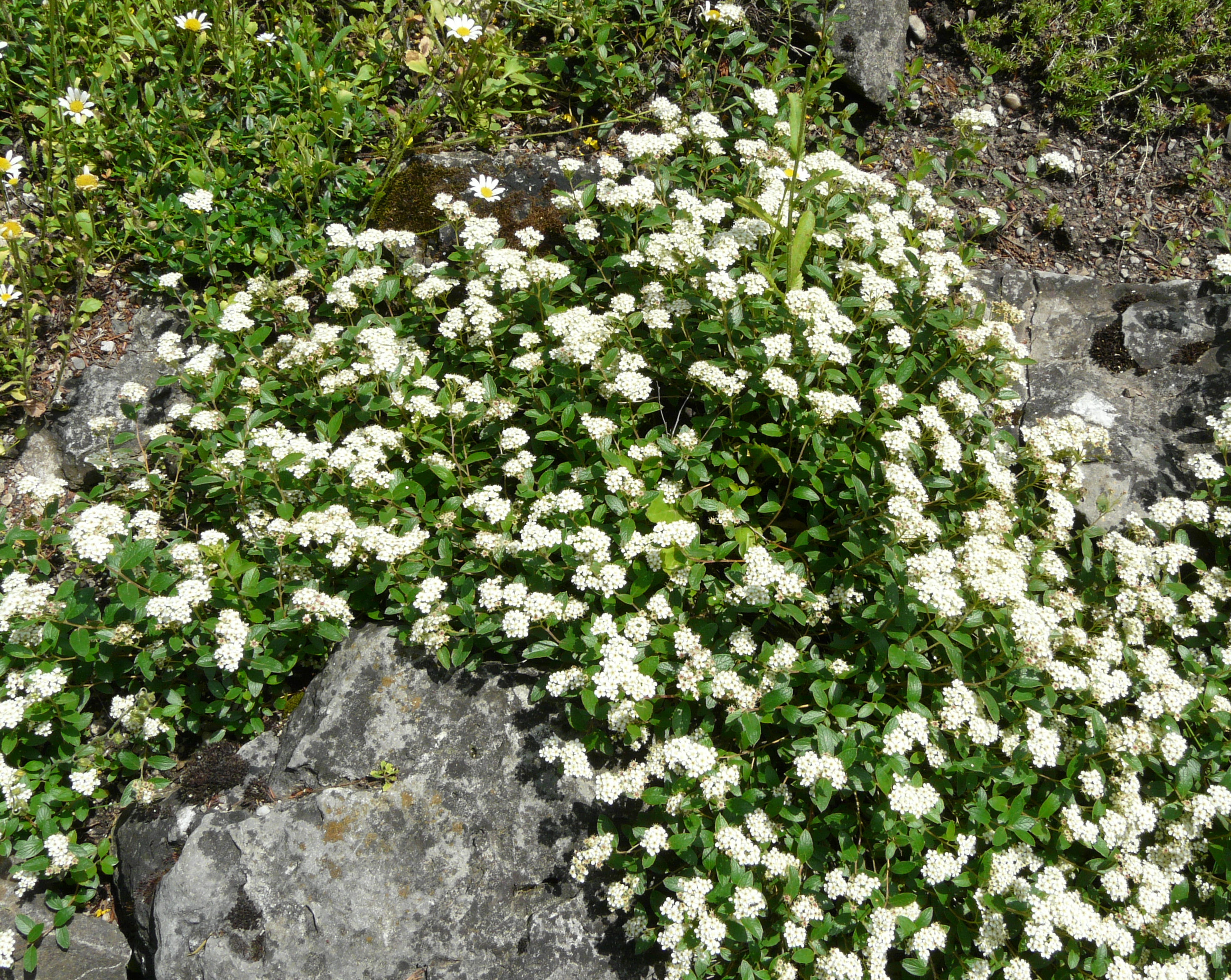 Spiraea decumben